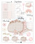 Digistamp + Digipaper Set Happy Walli 